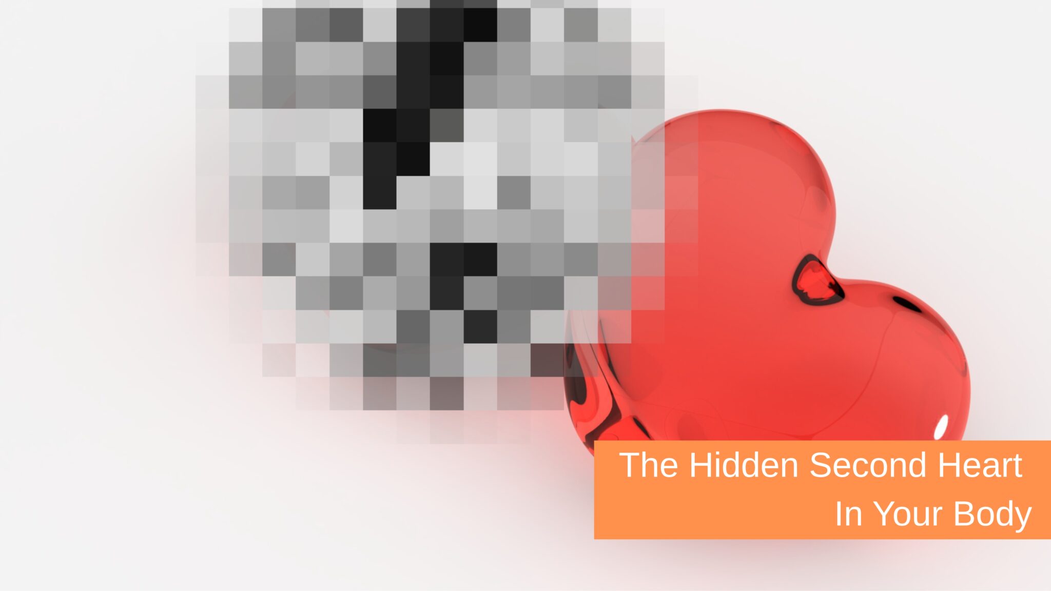 The Hidden Second Heart In Your Body