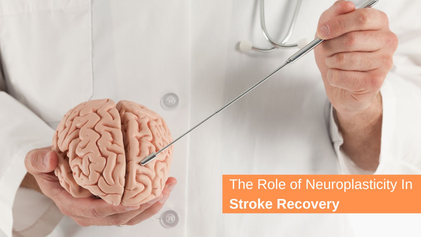 The Role of Neuroplasticity In Stroke Recovery